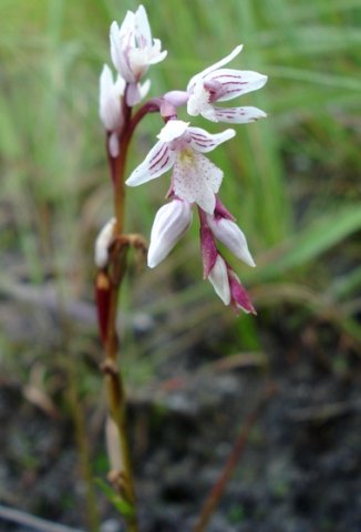 Schizochilus crenulatus spike appearing branched
