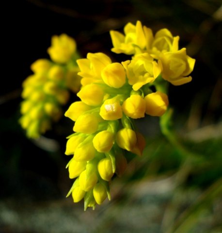 Schizochilus zeyheri flowers
