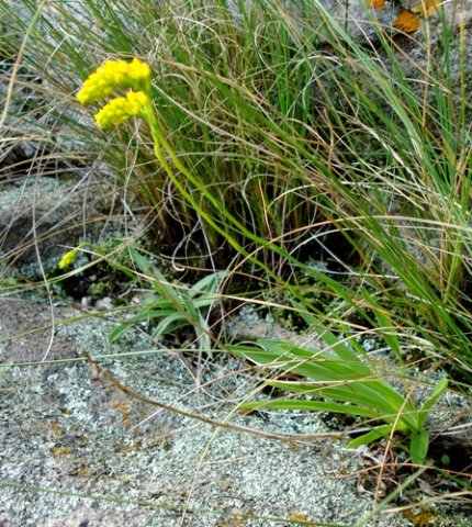 Schizochilus zeyheri leaves