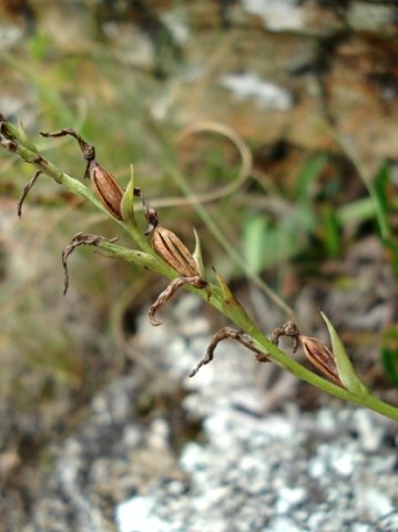 Schizochilus lilacinus fruits