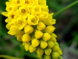 Schizochilus cecilii subsp. culveri flowers