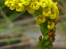 Schizochilus cecilii subsp. culveri