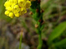 Schizochilus cecilii subsp. culveri inflorescence