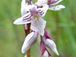 Schizochilus crenulatus flowers