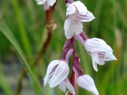Schizochilus crenulatus inflorescence