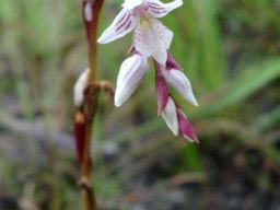 Schizochilus crenulatus spike appearing branched
