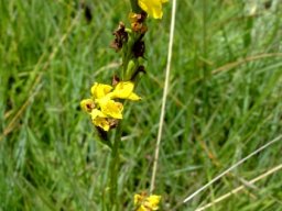 Schizochilus zeyheri
