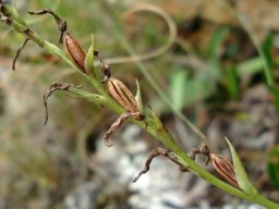 Schizochilus lilacinus fruits