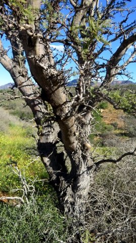 Schotia afra var. angustifolia