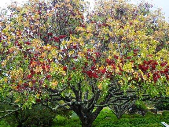 Schotia brachypetala, the well-known one in Kirstenbosch 