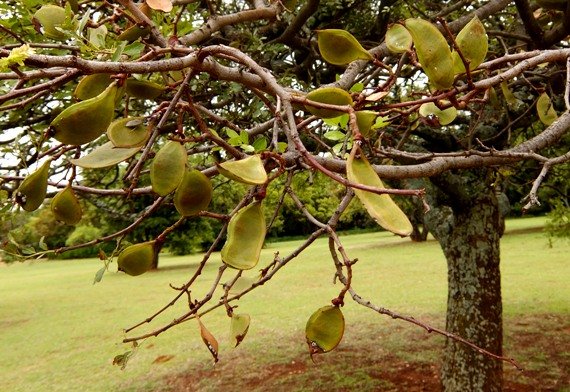 Schotia brachypetala pods