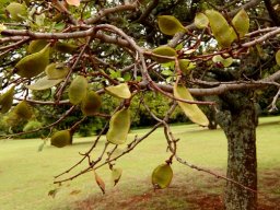 Schotia brachypetala pods