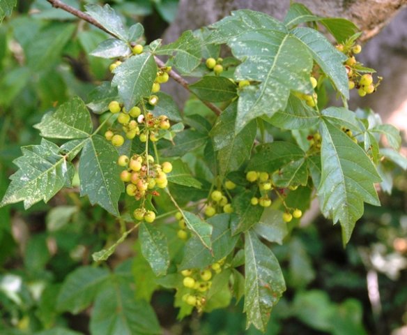 Searsia dentata