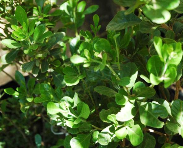 Searsia lucida