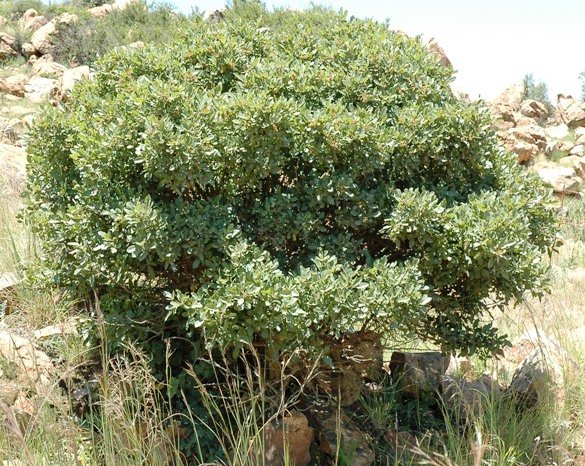 Searsia zeyheri at Dullstroom