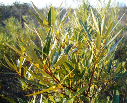 Searsia angustifolia at Elandsberg