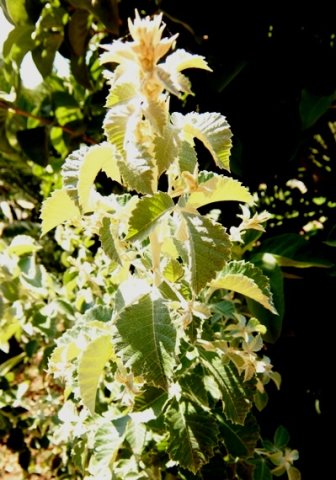 Searsia batophylla stem-tip