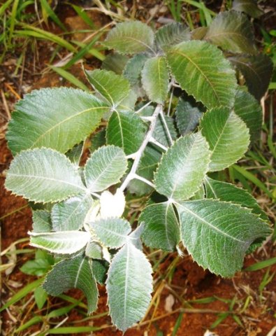Searsia batophylla