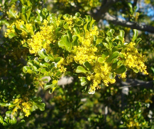Searsia burchellii flowering