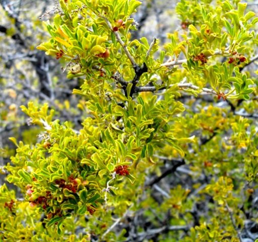 Searsia burchellii of another leaf colour