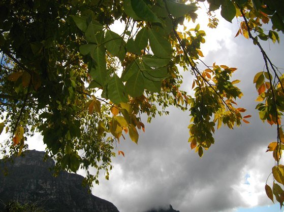 Searsia chirindensis from below