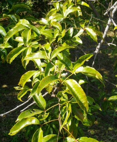 Searsia chirindensis