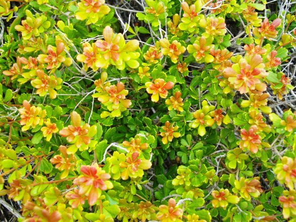 Searsia crenata