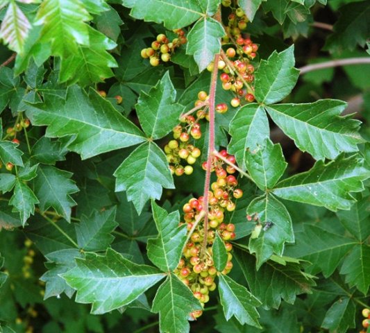 Searsia dentata in fruit