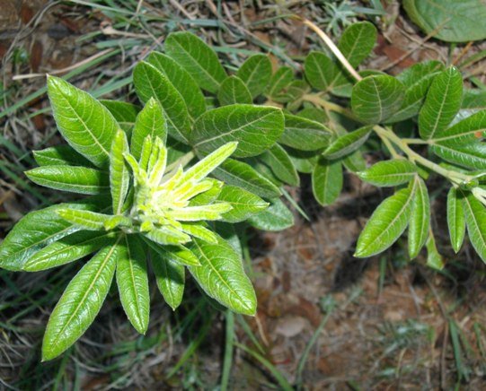 Searsia discolor