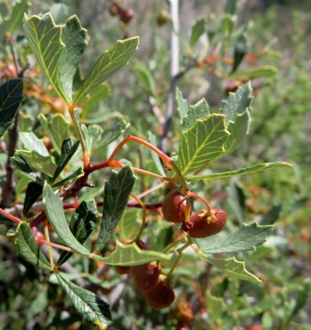 Searsia dissecta calyx on the fruit