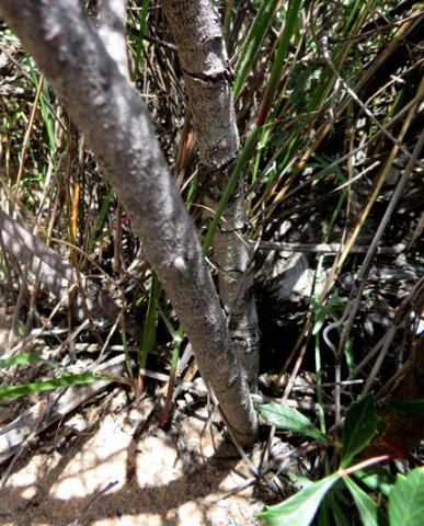 Searsia dissecta stems