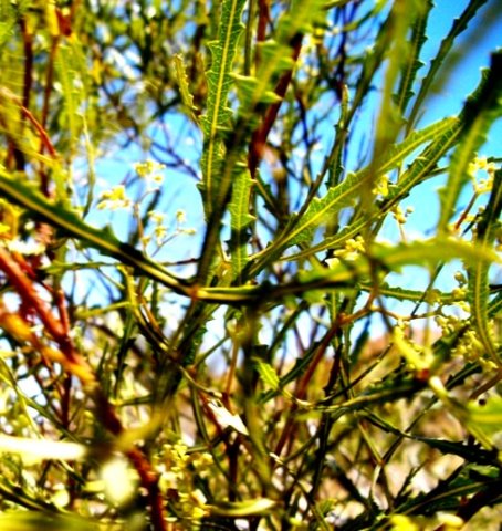Searsia erosa, the broom karee