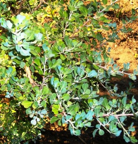 Searsia glauca