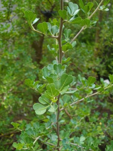 Searsia glauca, sparse, notched leaves