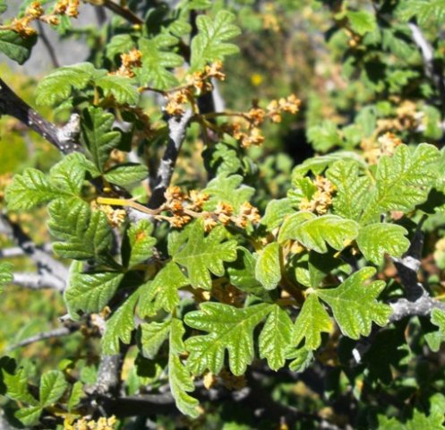 Searsia incisa var. incisa