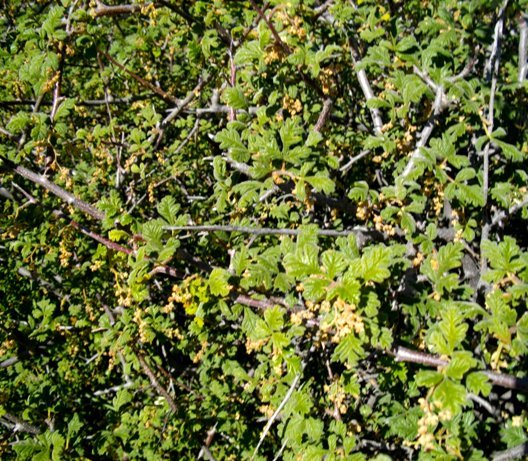 Searsia incisa var. incisa