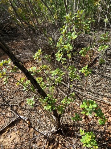 Searsia incisa var. effusa resprouted after fire
