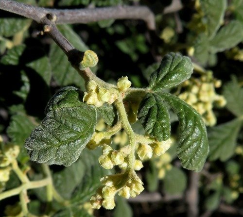 Searsia incisa var. effusa pendulous inflorescence