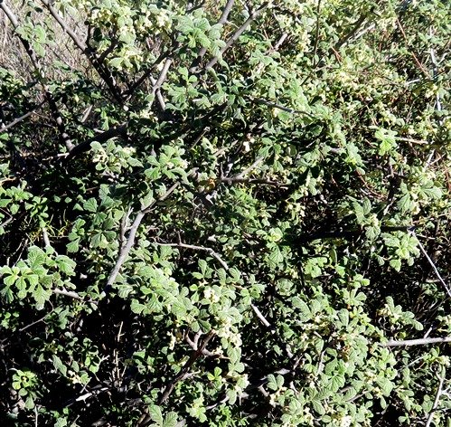 Searsia incisa var. effusa