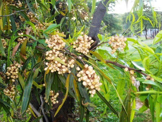 Searsia lancea fruits