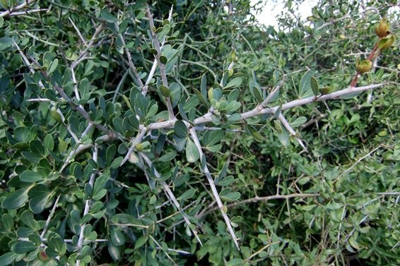 Searsia longispina