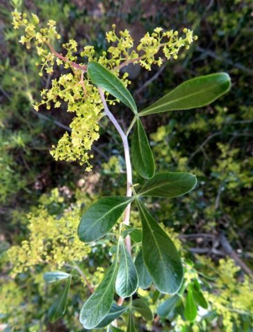 Searsia lucida flowers