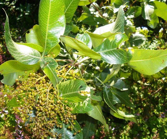 Searsia magalismontana subsp. coddii 