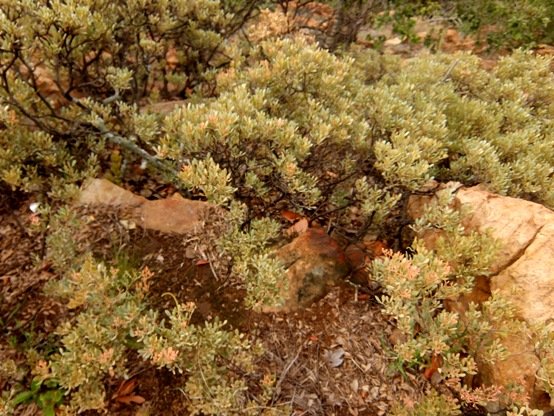 Searsia magalismontana subsp. magalismontana