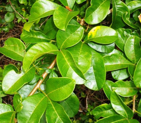 Searsia nebulosa leaves