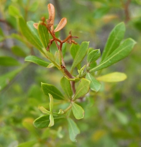 Searsia fastigata