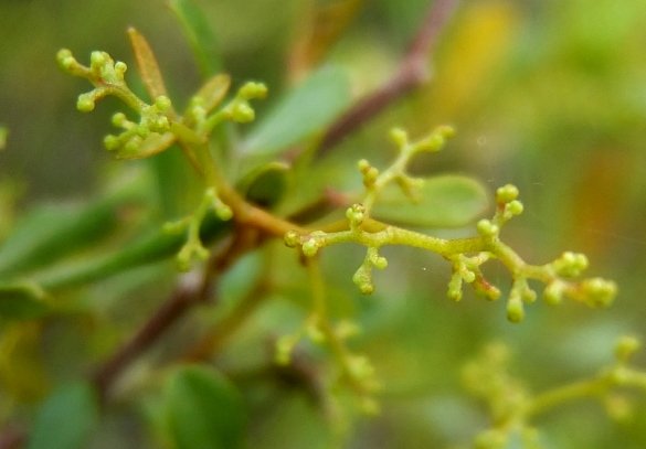 Searsia fastigata inflorescence