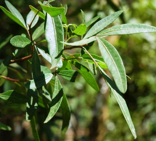 Searsia pendulina