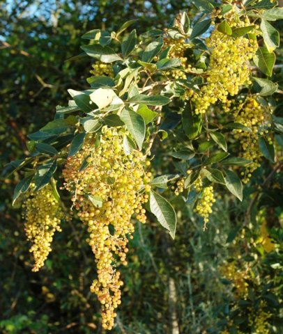 Searsia pyroides