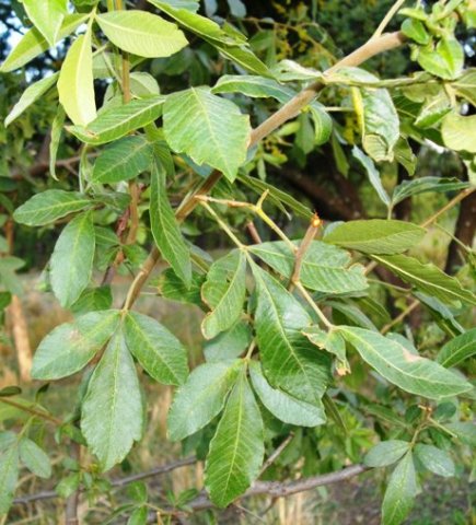 Searsia pyroides leaves